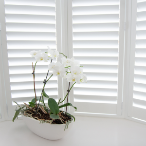 poly shutters